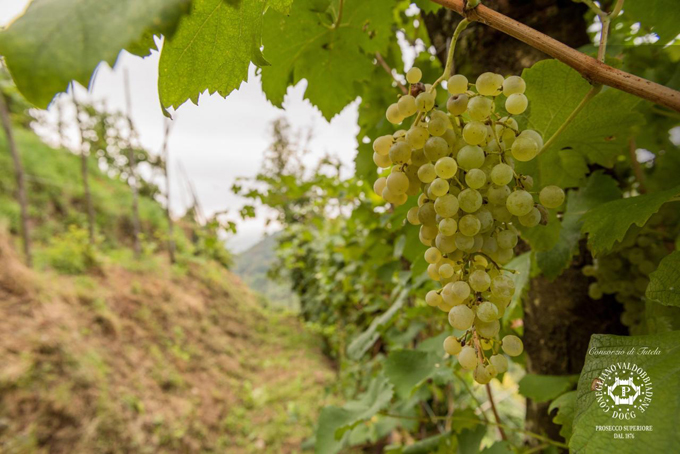 24Vendemmia2016