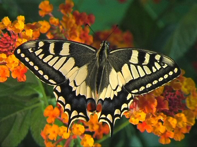 24 I fiori di lantana seducono le farfalle